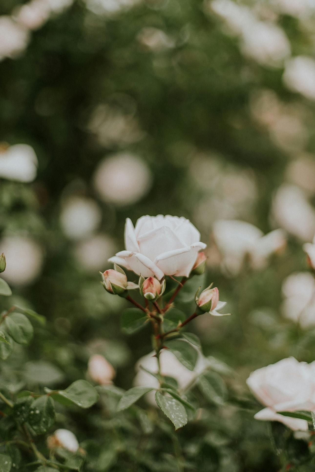 Τριαντάφυλλο/Φωτογραφία Unsplash