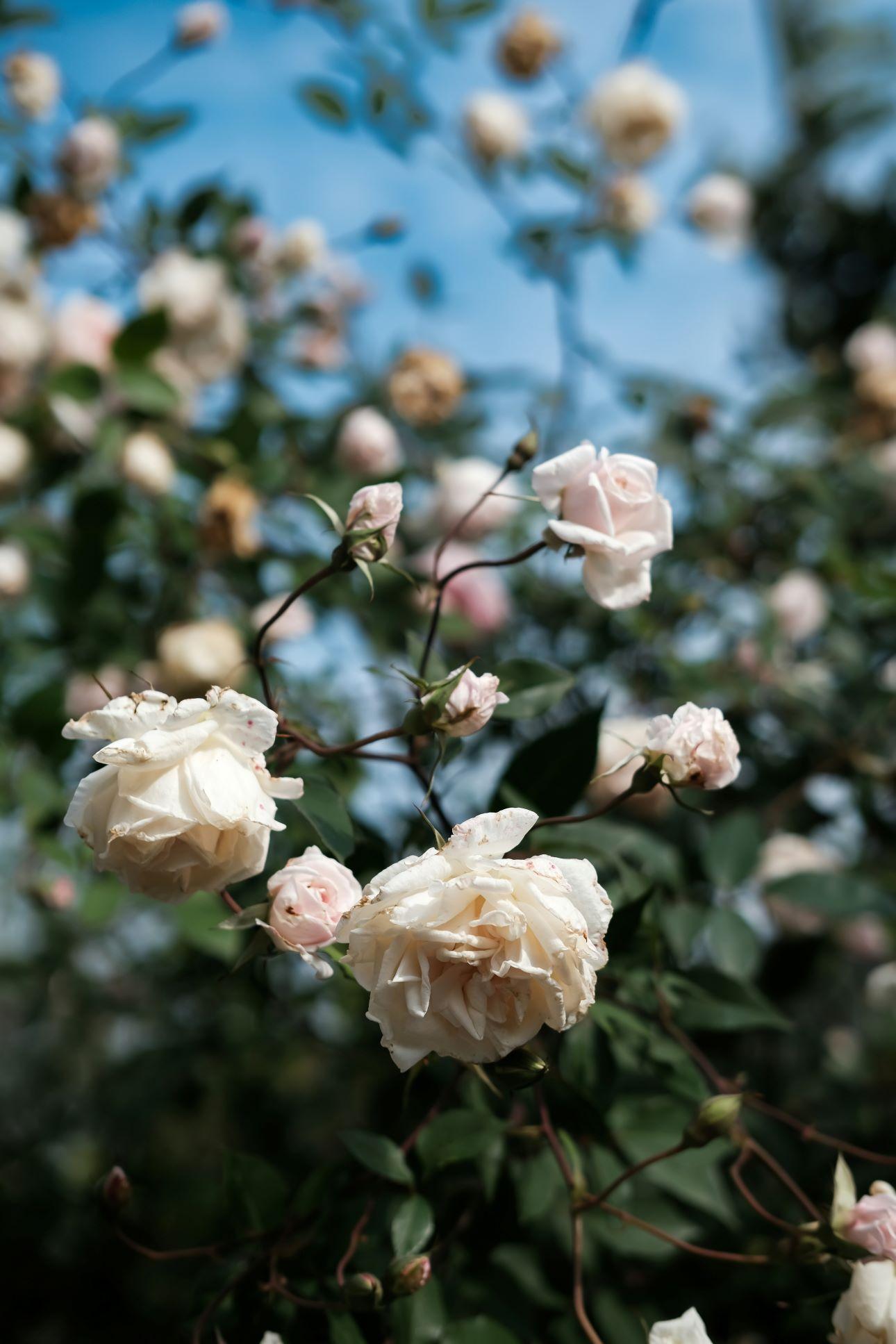 Τριανταφυλλιά με λευκά άνθη/ Φωτογραφία: Unsplash