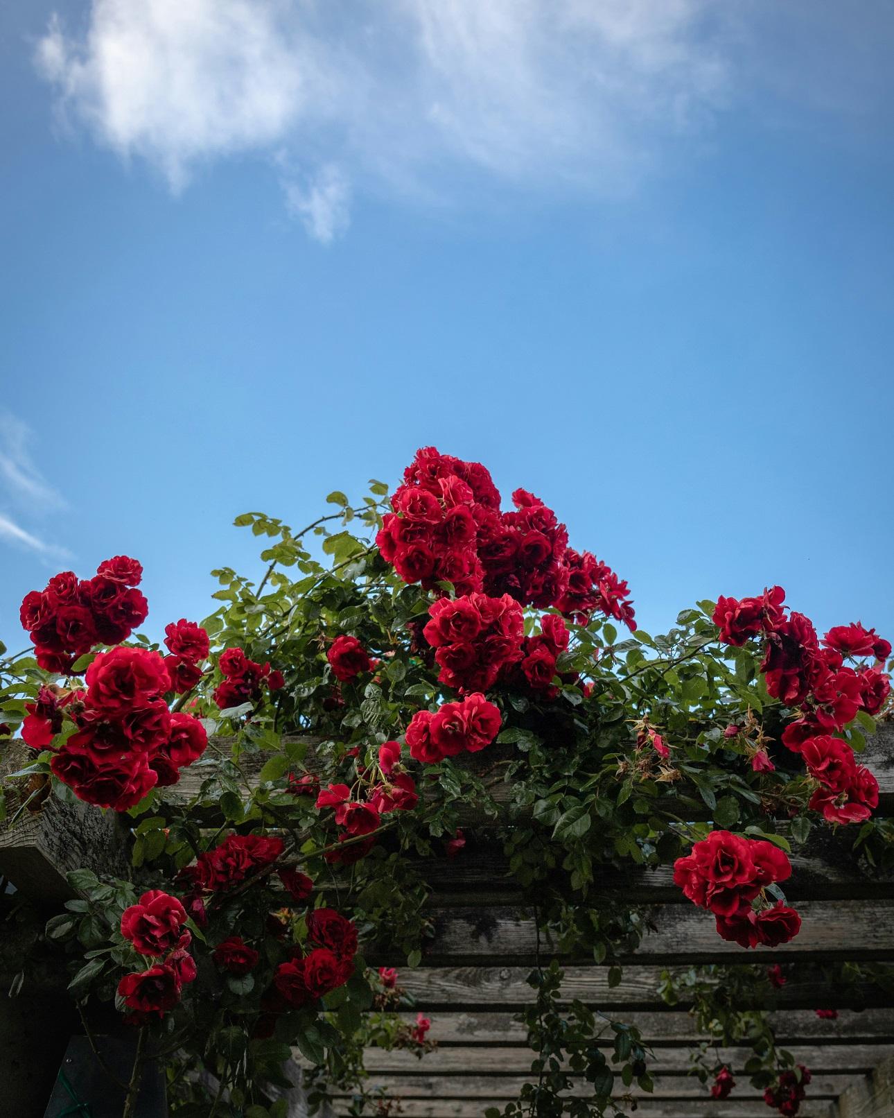 Τριαντάφυλλα/ Unsplash