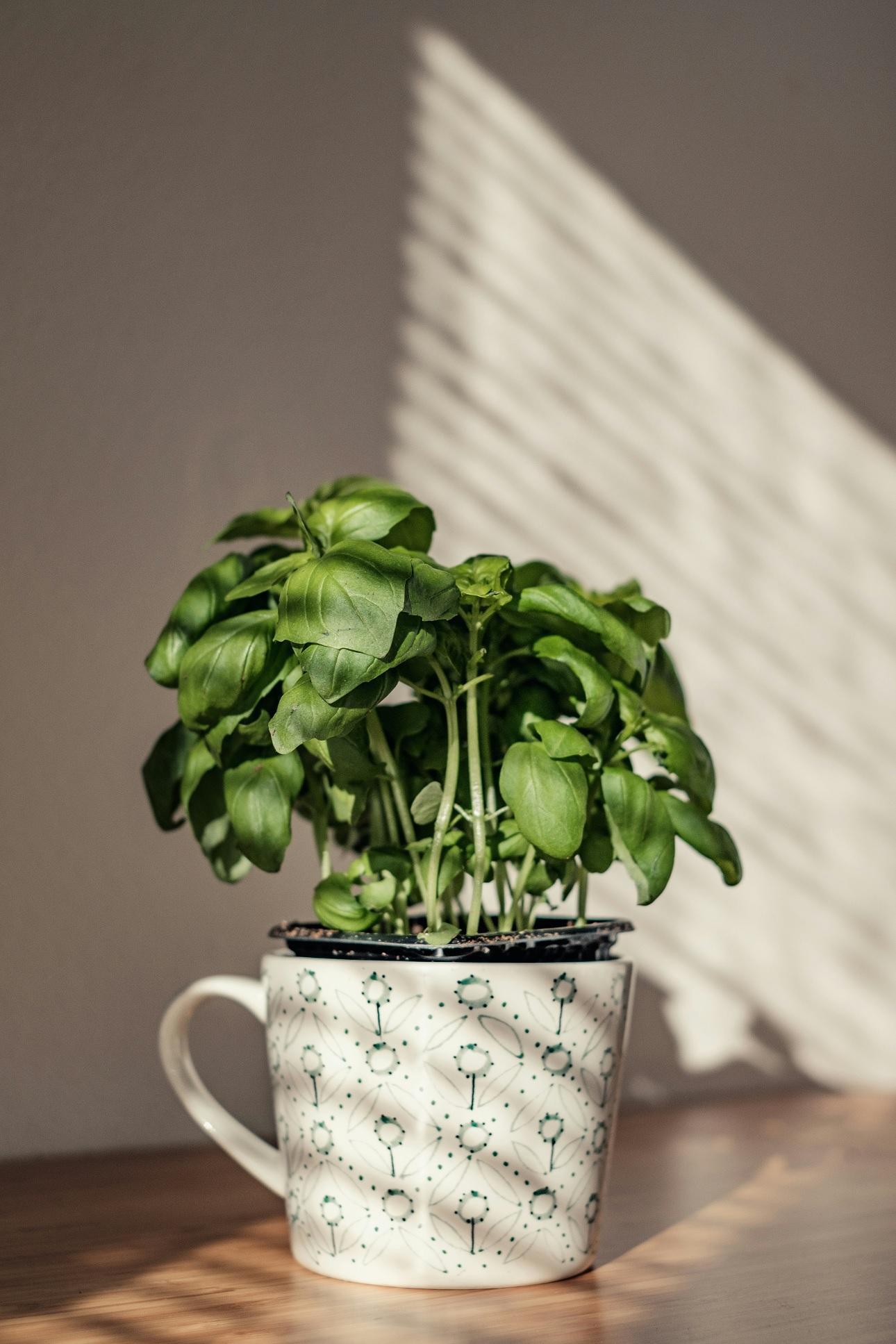 Βασιλικός/Φωτογραφία Unsplash