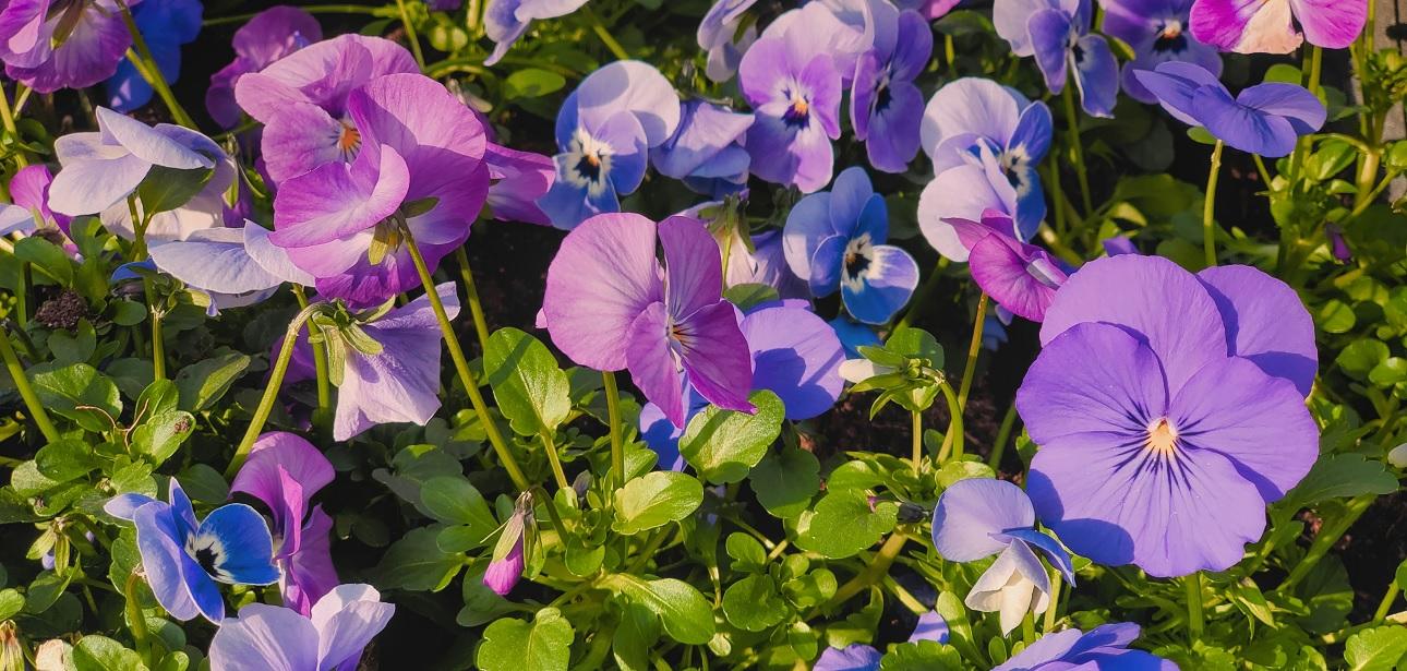 Βιολέτες: Φωτογραφία Unsplash 