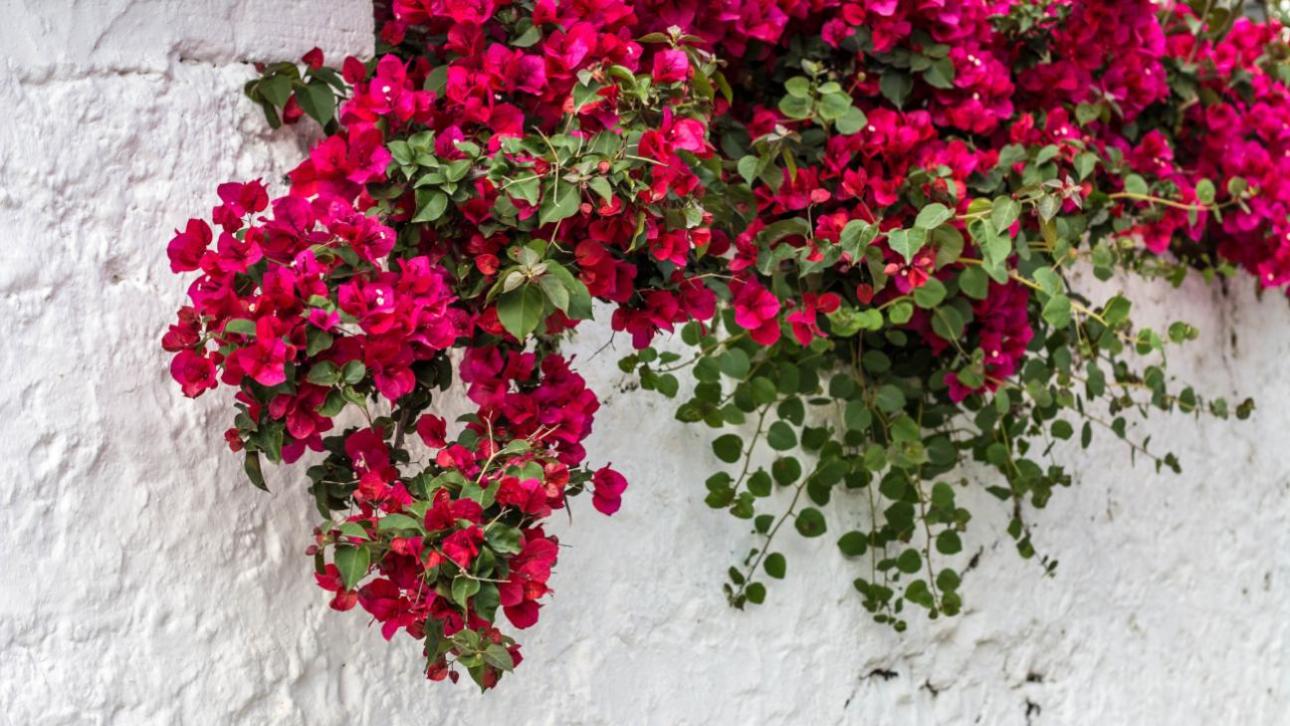  Βουκαμβίλια/ Φωτογραφία: Unsplash