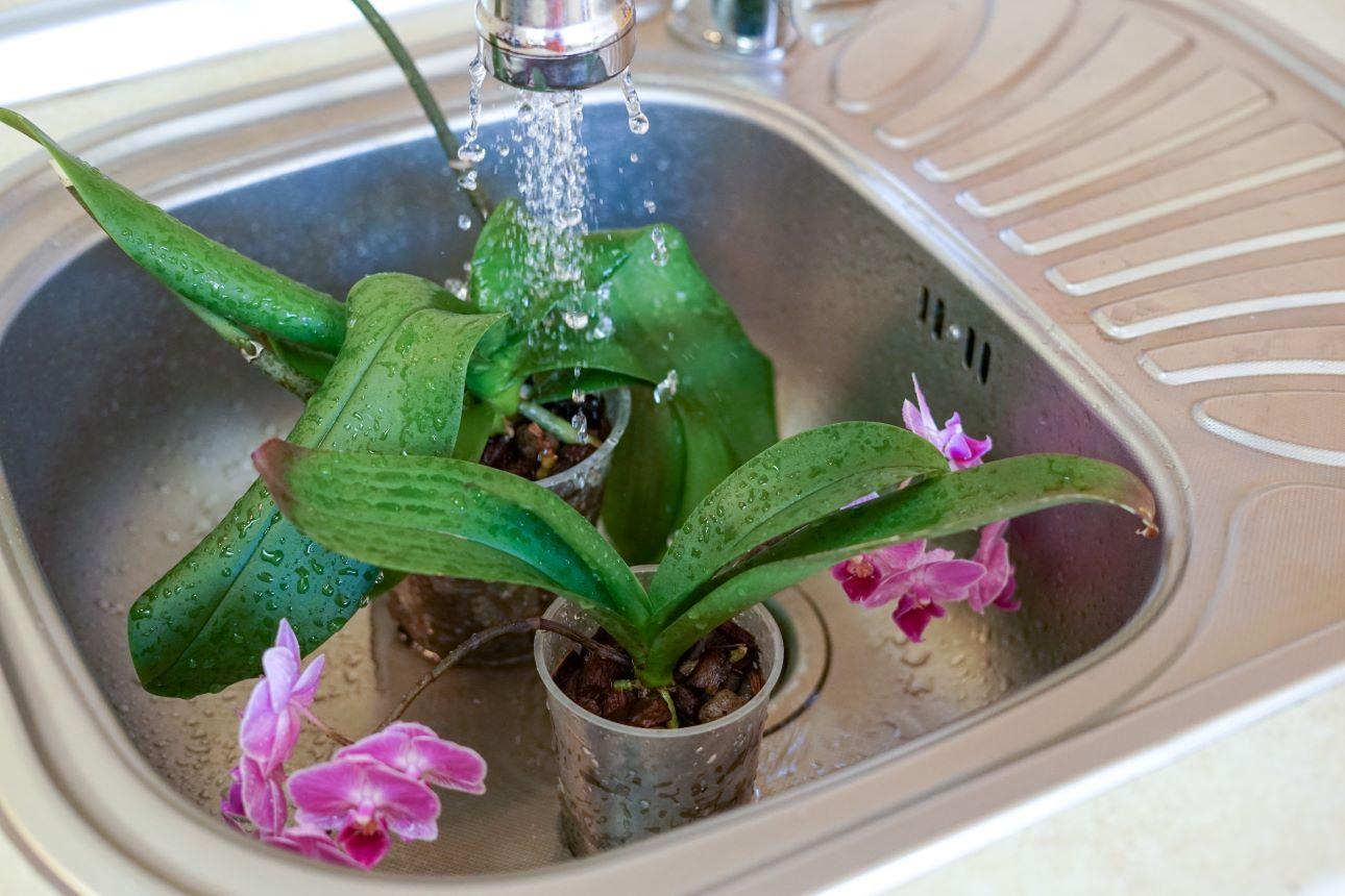 Μέθοδος ποτίσματος ορχιδέας/ Φωτογραφία: Shutterstock