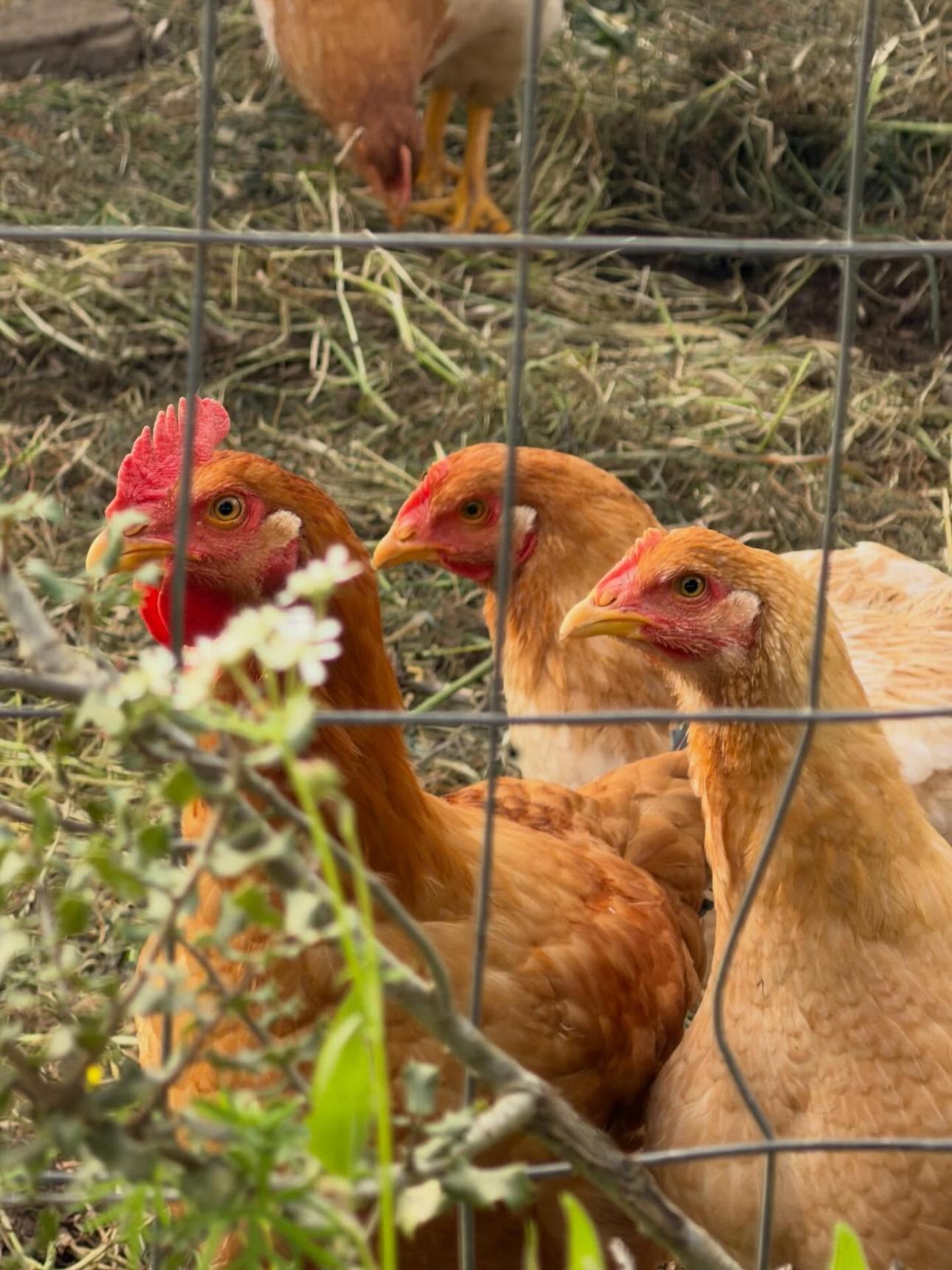 Φωτογραφία/Instagram: @zeta_makripoulia_official