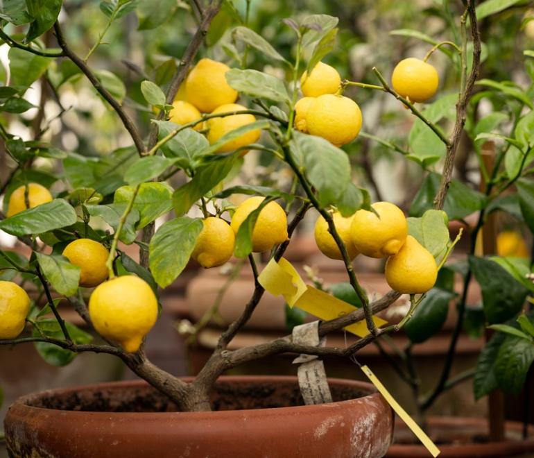 Φωτογραφία: Shutterstock