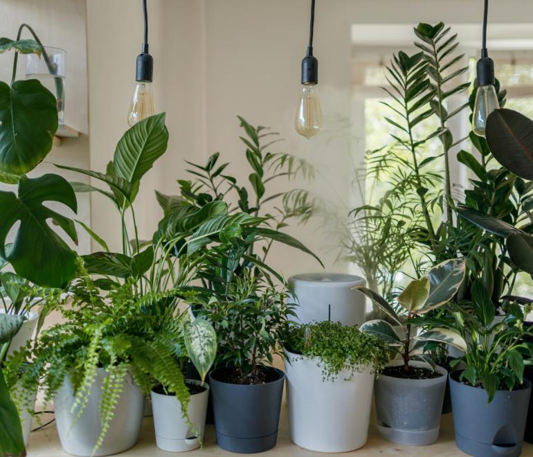 Το έξυπνο αξεσουάρ που φροντίζει τα φυτά σου όσο απολαμβάνεις τις διακοπές -Και κοστίζει μόλις 10 ευρώ