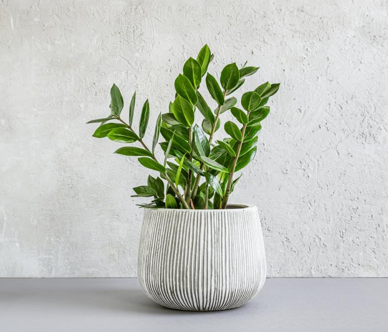 Τα φυτά που δεν τα πειράζει να μην έχουν πολύ φως