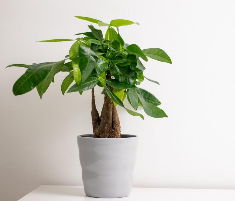 Δέντρο που προσελκύει χρήματα/Φωτογραφία Shuttertock 