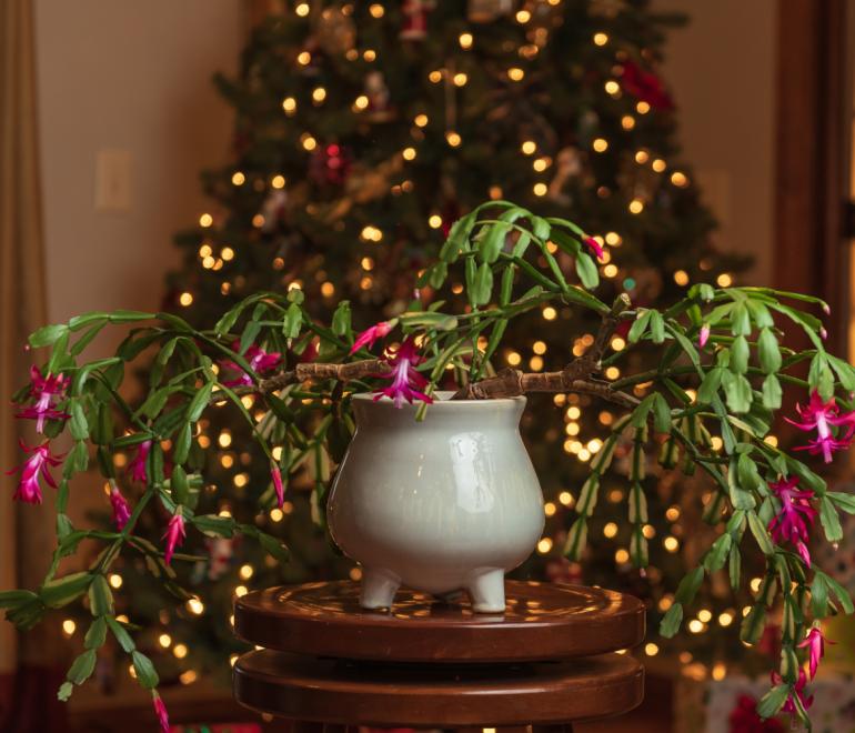 Το λάθος που καταστρέφει αθόρυβα το χριστουγεννιάτικο φυτό σας