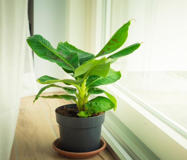 Φυτό στο σπίτι 