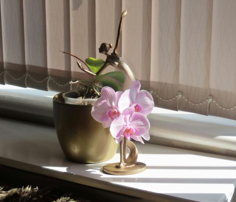 Σωστός τρόπος ποτίσματος ορχιδέας