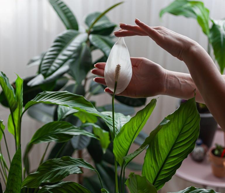 Το φυτό που καθαρίζει την ατμόσφαιρα