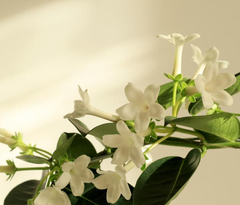 Φυτό που διακοσμεί το σπίτι και αρωματίζει τον χώρο