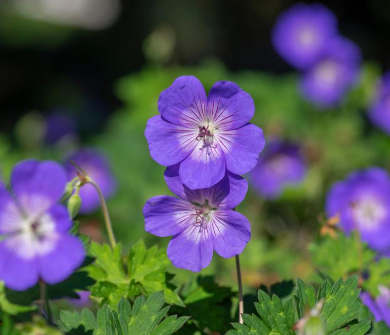 Το πολυετές φυτό γεράνι Rozanne/Φωτογραφία: Shutterstock