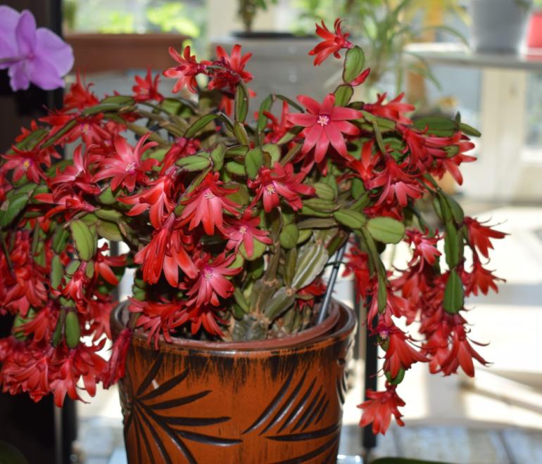 Φυτό του Πάσχα 