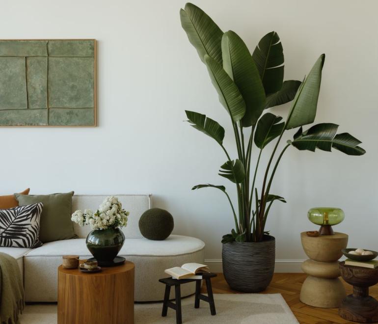 Τα αγαπημένα φυτά των διακοσμητών