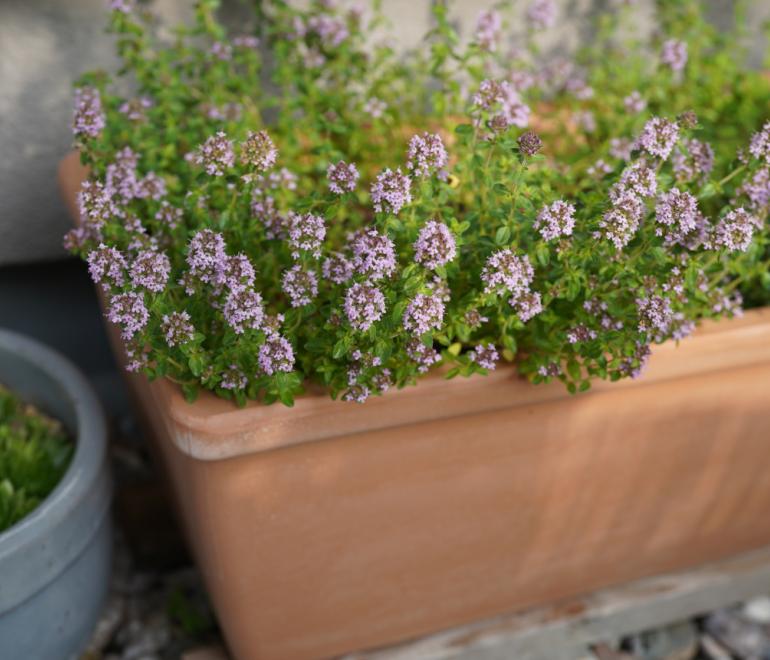 Φυτό σε γλάστρα 