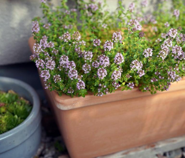 Φυτό σε γλάστρα 