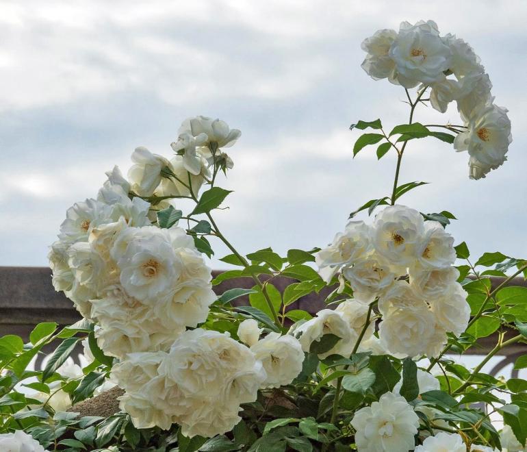  Πώς να κλαδέψετε σωστά τις τριανταφυλλιές για περισσότερα άνθη όλη τη σεζόν