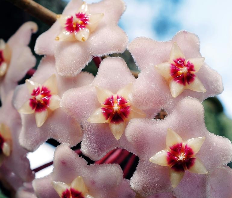 Hoya carnosa - Φωτογραφία Unsplash