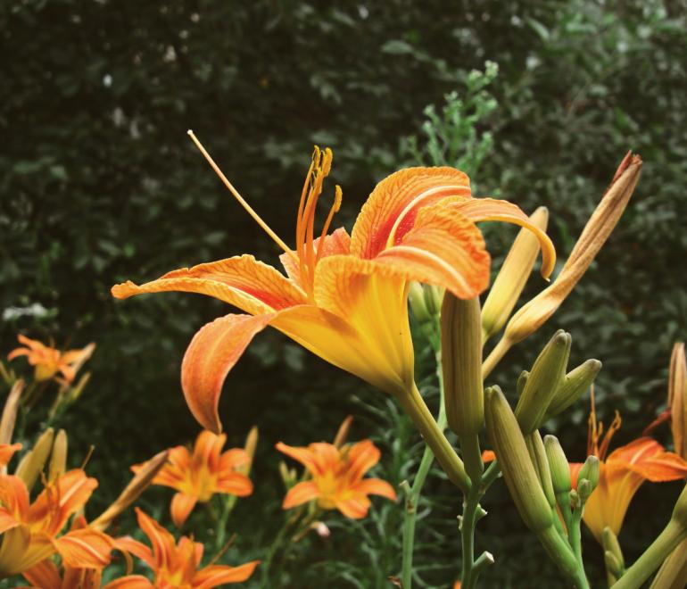 Φυτό που δεν χρειάζεται σχεδόν καθόλου φροντίδα