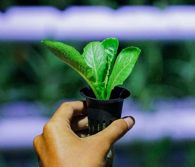 Είναι καλή ιδέα να ποτίζουμε τα φυτά τη νύχτα; Πότε λειτουργεί και πότε όχι