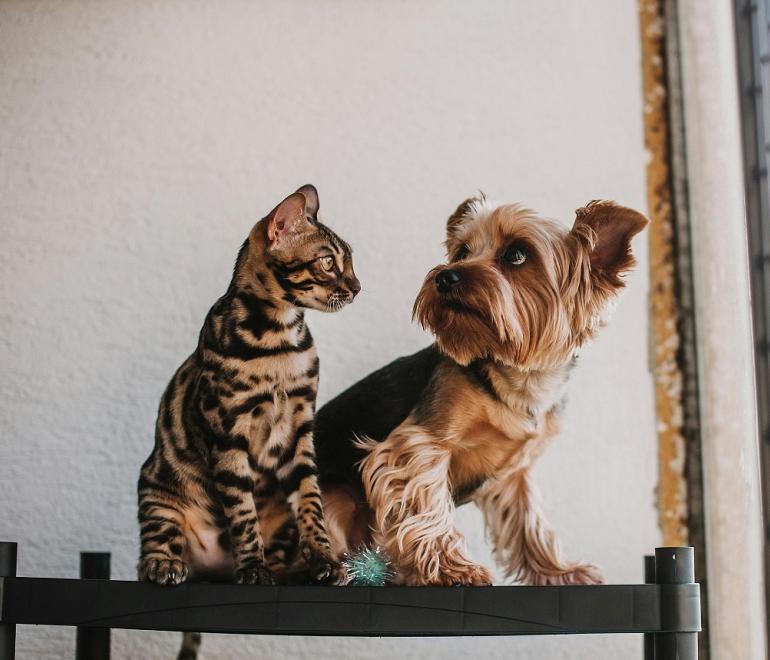 Σκύλος και γάτα/Φωτογραφία Pexels 