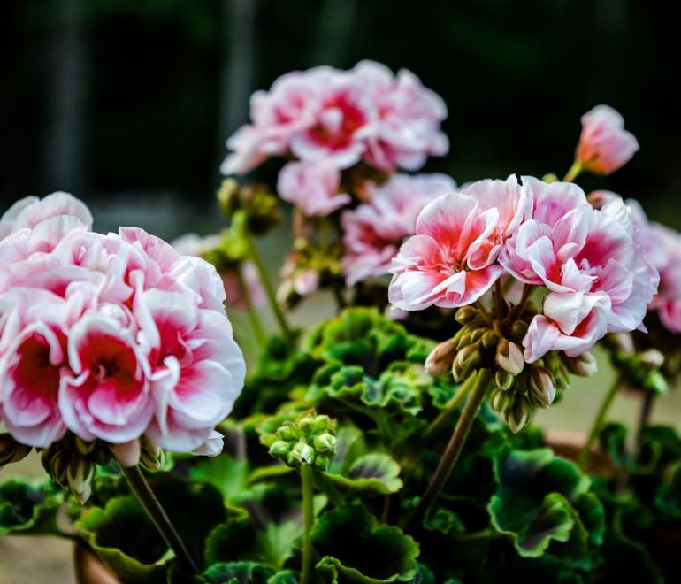 Γεράνια στην άνοιξη/Φωτογραφία Unsplash 