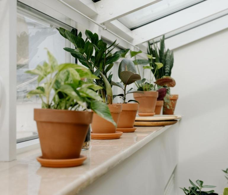 To μυστικό για υγιή φυτά βρίσκεται στην κουζίνα μας 