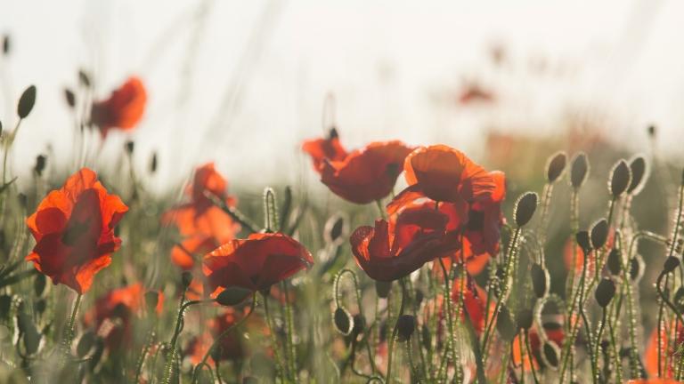 Φωτογραφία Unsplash