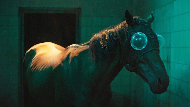 We betrayed the horses/Εμείς που προδώσαμε τα άλογα