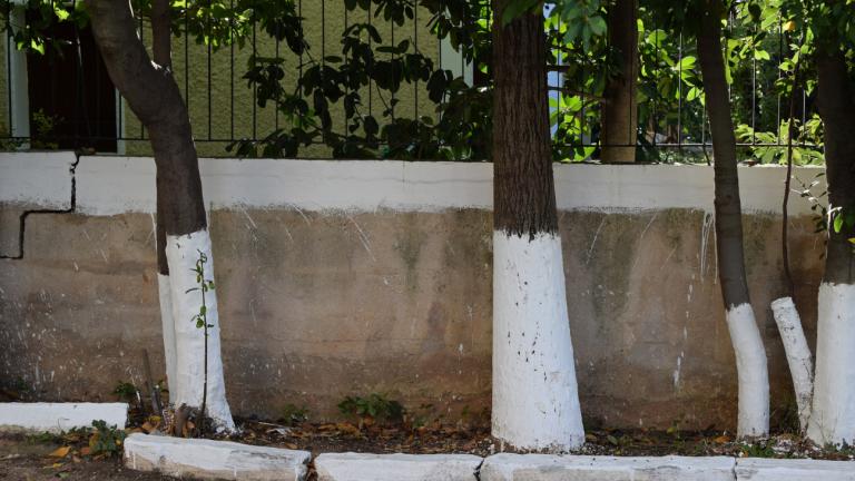 Βαμμένος κορμός δέντρου
