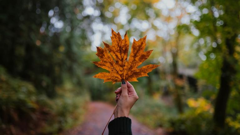 Φθινόπωρο/Φωτογραφία Unsplash