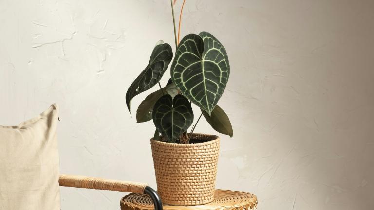 Anthurium Clarinervium/Φωτογραφία Unsplash 