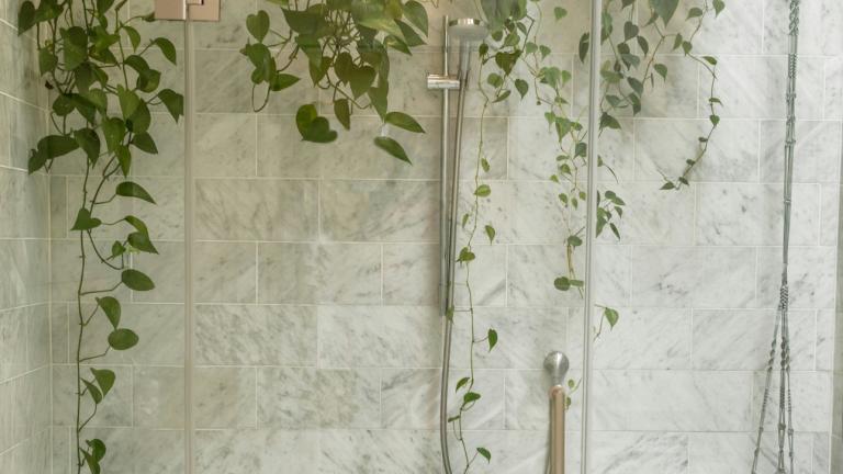 Το καλύτερο φυτό για το μπάνιο