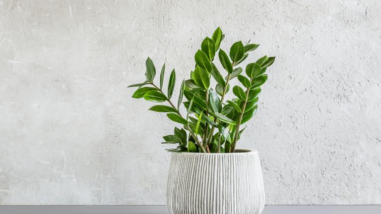 Τα φυτά που δεν τα πειράζει να μην έχουν πολύ φως