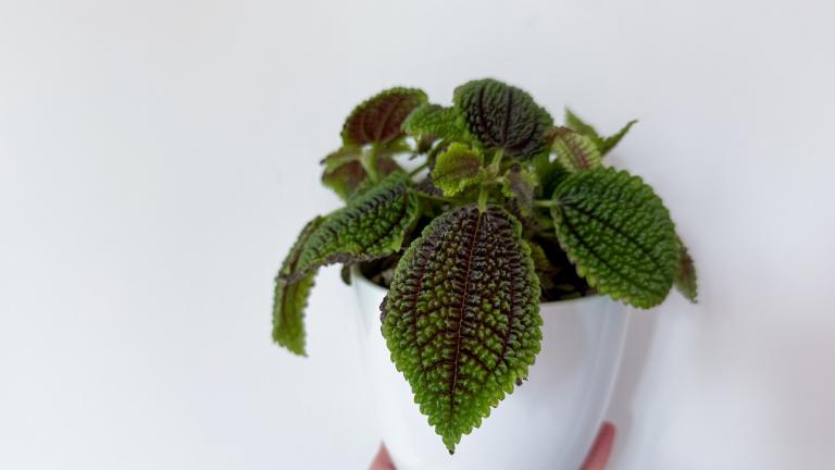 «Φυτό της φιλίας»/Φωτογραφία Shutterstock 