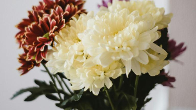 Το φυτό που γεμίζει χρώμα το φθινόπωρο και αντέχει στο κρύο -Mε άνθη που μοιάζουν με πομ-πομ