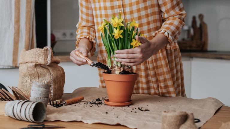 Γλάστρα και χαρτί κουζίνας/Φωτογραφία Shutterstock 