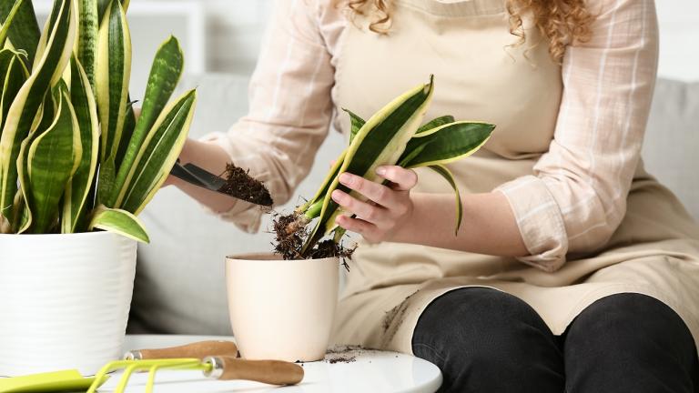 Φωτογραφία Shutterstock 