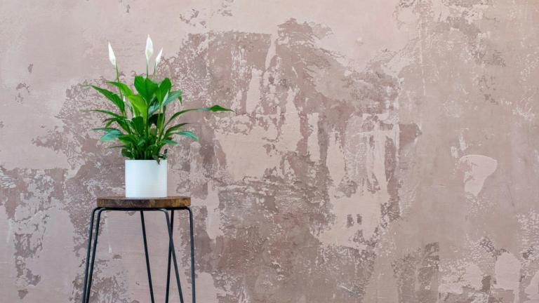 Σπαθίφυλλο 