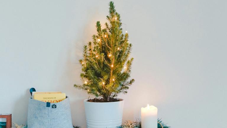 Χριστουγεννιάτικο Δέντρο/Φωτογραφία Unsplash