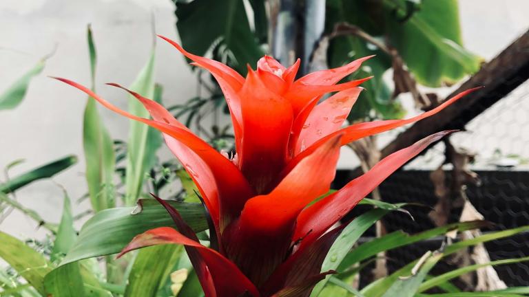 Bromeliads/Φωτογραφία Unsplash 