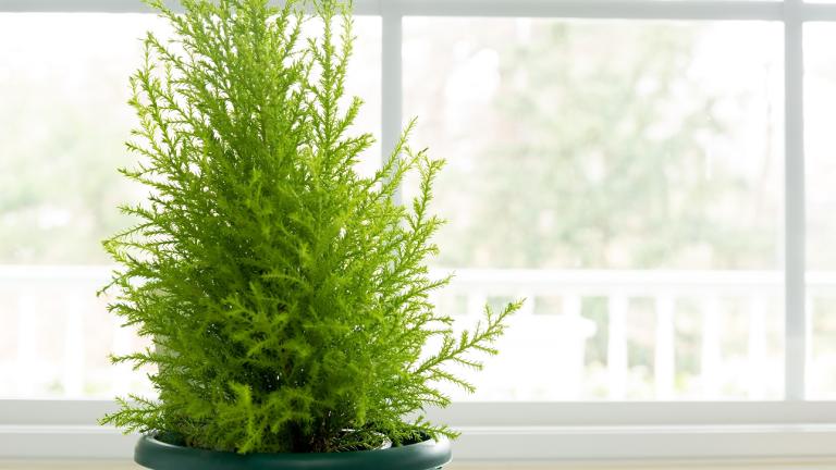 Cupressus macrocarpa/Φωτογραφία Shutterstock 