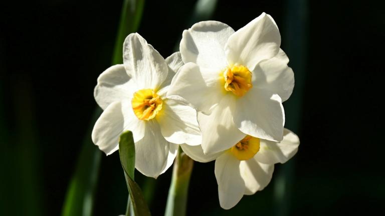 Narcissus/Φωτογραφία Unsplash 