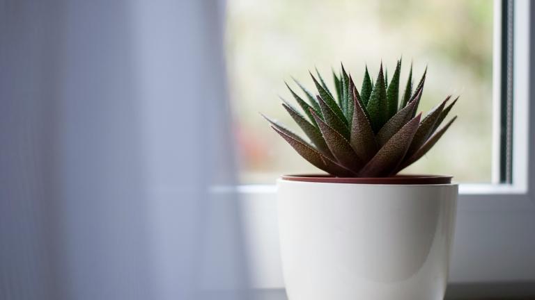 Αλόη βέρα/Φωτογραφία Unsplash 