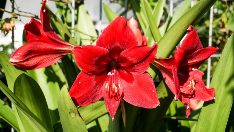 Αυτό το φυτό εσωτερικού χώρου θα ανθίσει ακριβώς τα Χριστούγεννα -Αρκεί να το φυτέψετε χωρίς καθυστέρηση