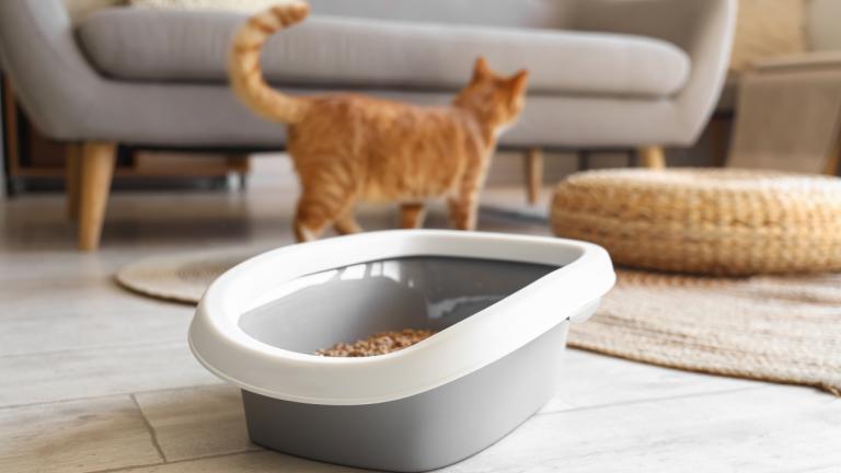 Άμμος για την γάτα