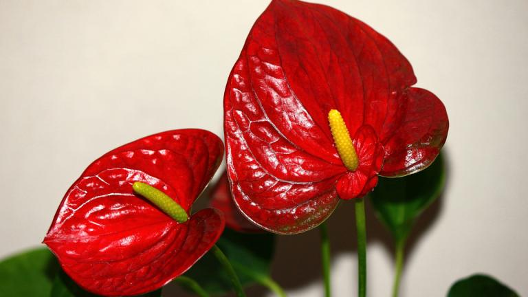 Το φυτό του χειμώνα με τα κατακόκκινα άνθη σε σχήμα καρδιάς -Ιδανικό για τη χριστουγεννιάτικη διακόσμηση