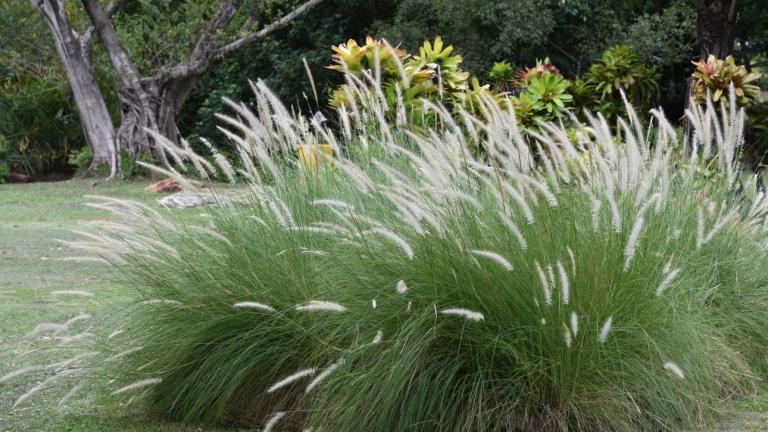 Το φυτό που γεμίζει χρώμα τον χειμωνιάτικο κήπο